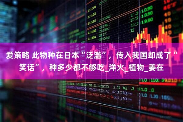 爱策略 此物种在日本“泛滥”，传入我国却成了“笑话”，种多少都不够吃_洋火_植物_姜在